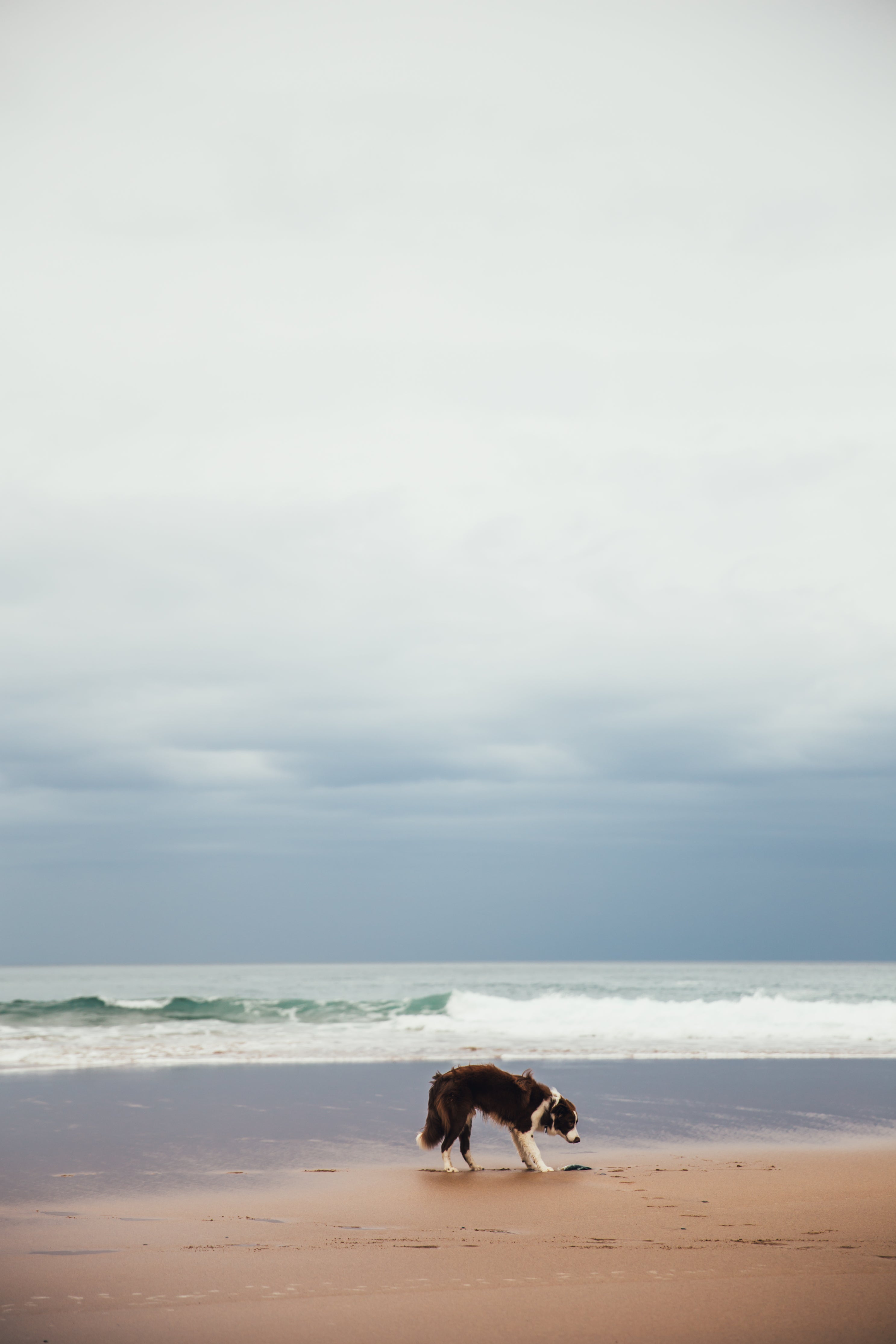 puppy-at-the-beach